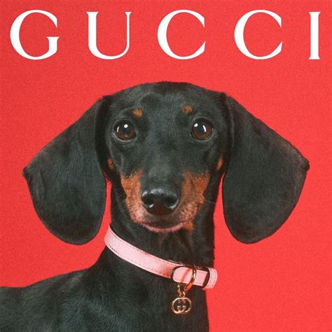 gucci dog video